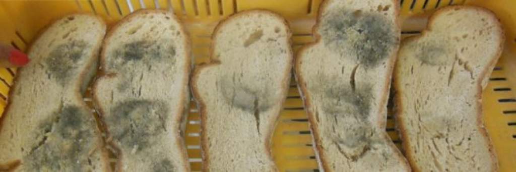 Pékségeket ellenőrzött az új kenyér ünnepe előtt a NÉBIH
