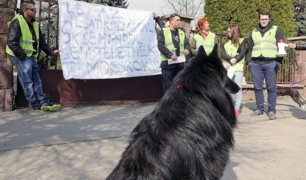 Állatkínzás miatt rendeztek tüntetést Kecskeméten