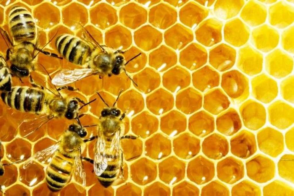 Hol repülhetnek szabadon és hol maradnak kaptárban a méhek?