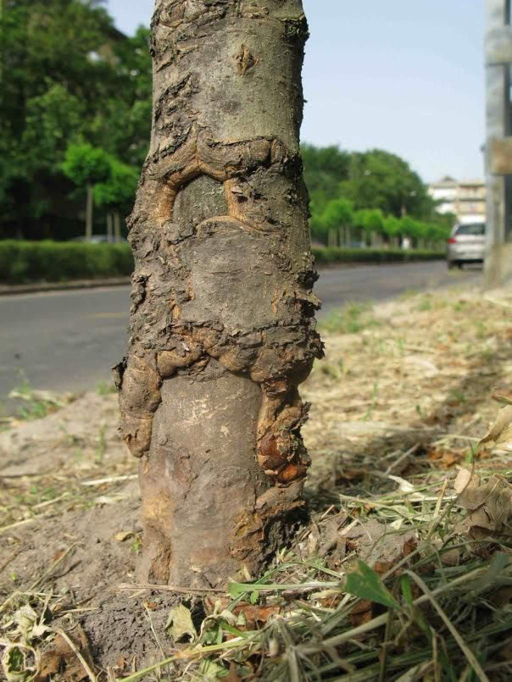 Emberre is veszélyes lehet a fák gombás fertőzése
