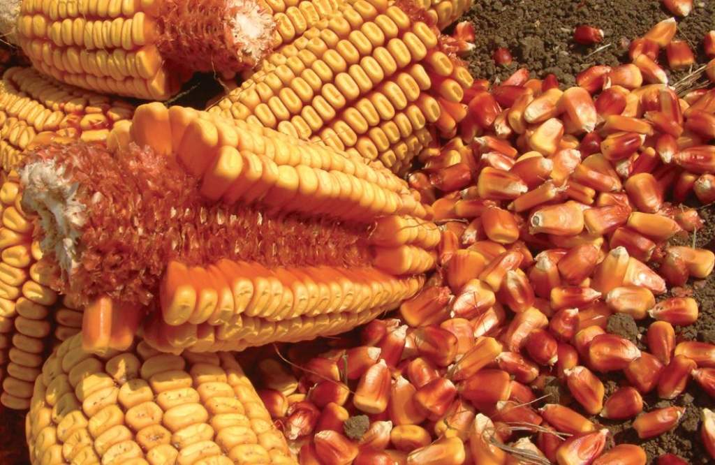 A NÉBIH kiemelten ellenőrzi a csemege- és pattogató kukorica vetőmagokat