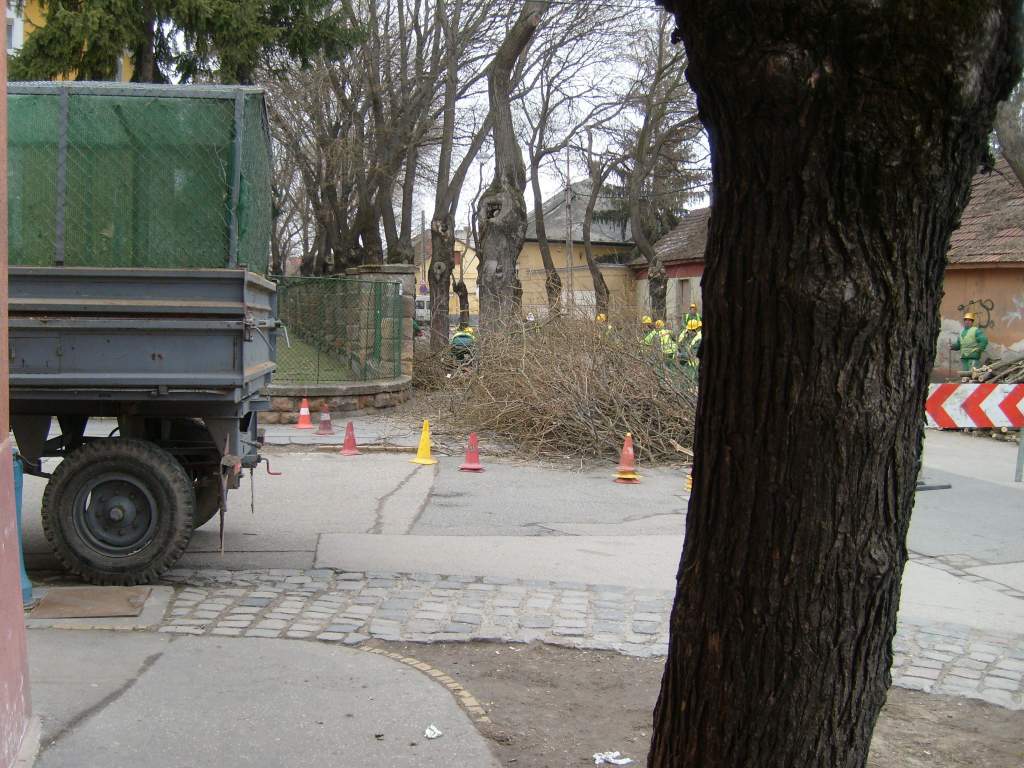 Megritkították a Kaszap utcai fákat