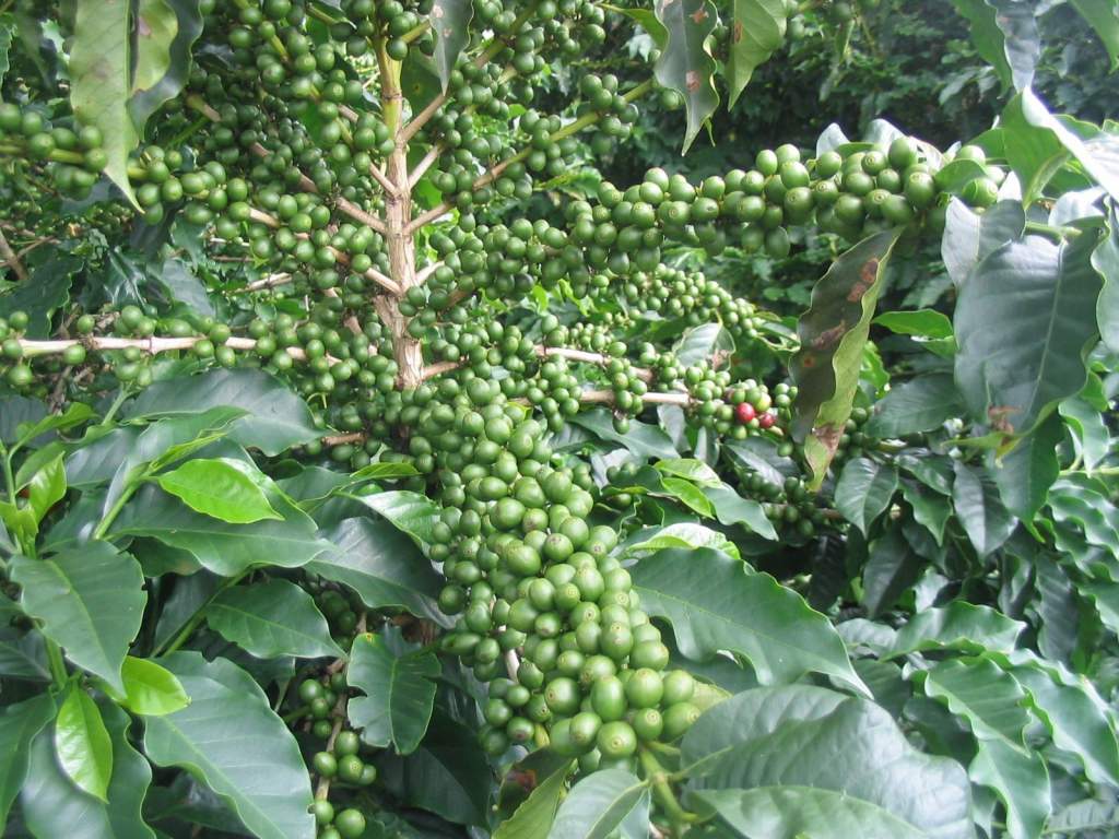 Változások a növényforgalmazásban: már a kávécserje is útlevélköteles