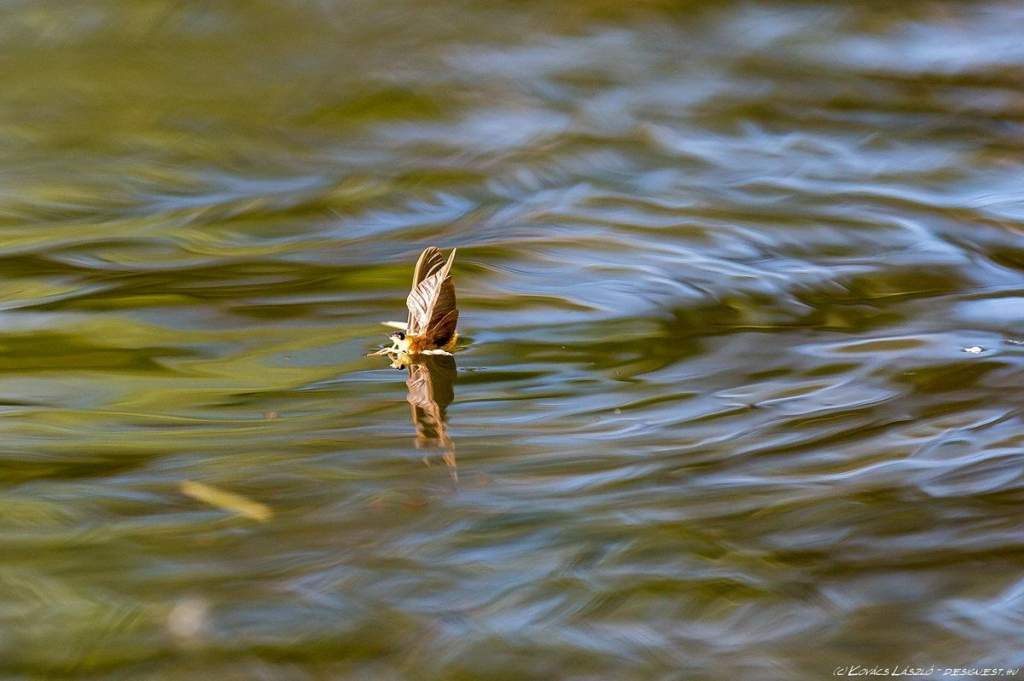 Kecskeméti fotós lélegzetelállító képei a Tiszavirágzásról