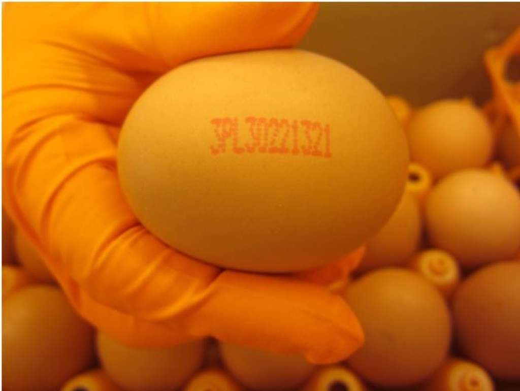 Kiemelten ellenőrzi a hatóság a lengyel tojásszállítmányokat