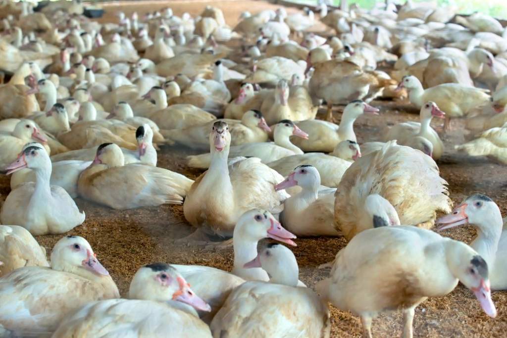 Látogatási tilalom az állattartó telepeken a madárinfluenza miatt