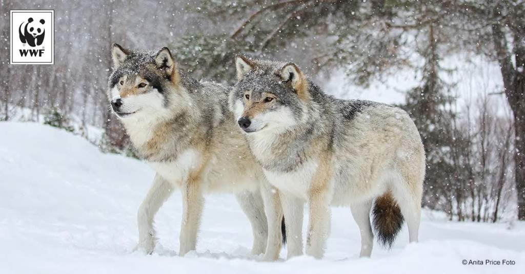 Heteken belül megkezdődhet Norvégia farkasainak kilövetése