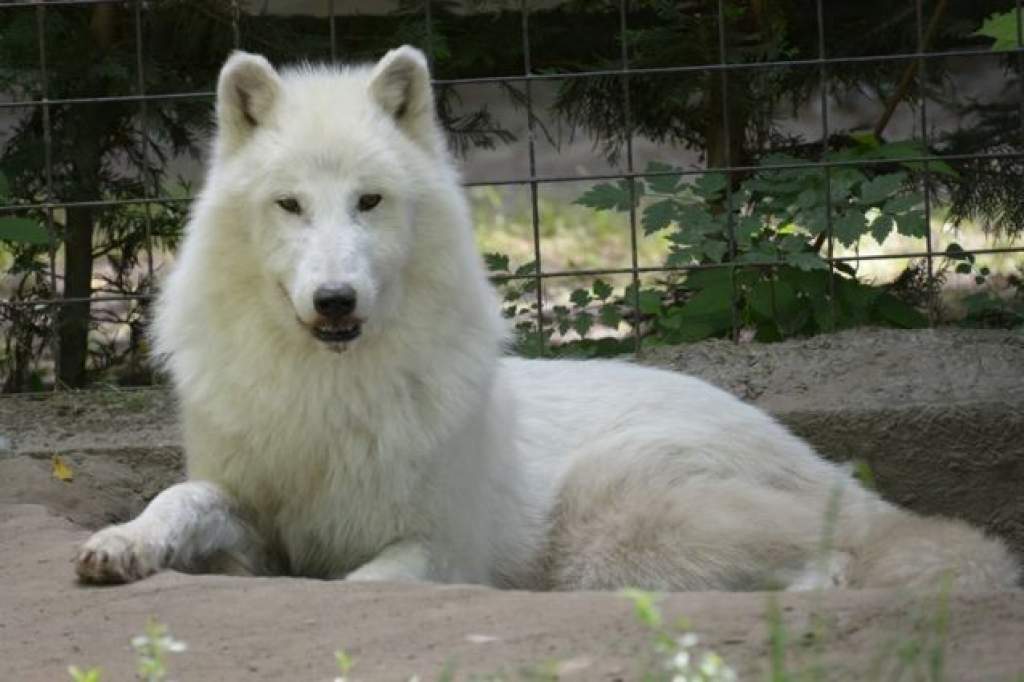 Új kifutót és párt kapott az alaszkai fehér farkas a Kecskeméti Vadaskertben