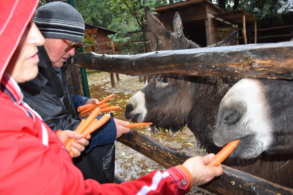 Sárgarépa az örökbefogadott állatkerti csacsinak