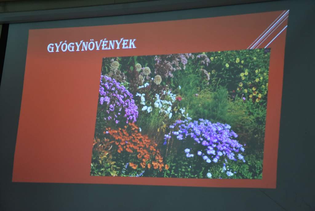 Tavaszi gyógynövényekről a Wojtylában