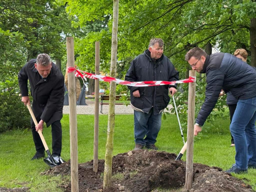 Tölgyfa emlékeztet a hírös városra Wadowicében