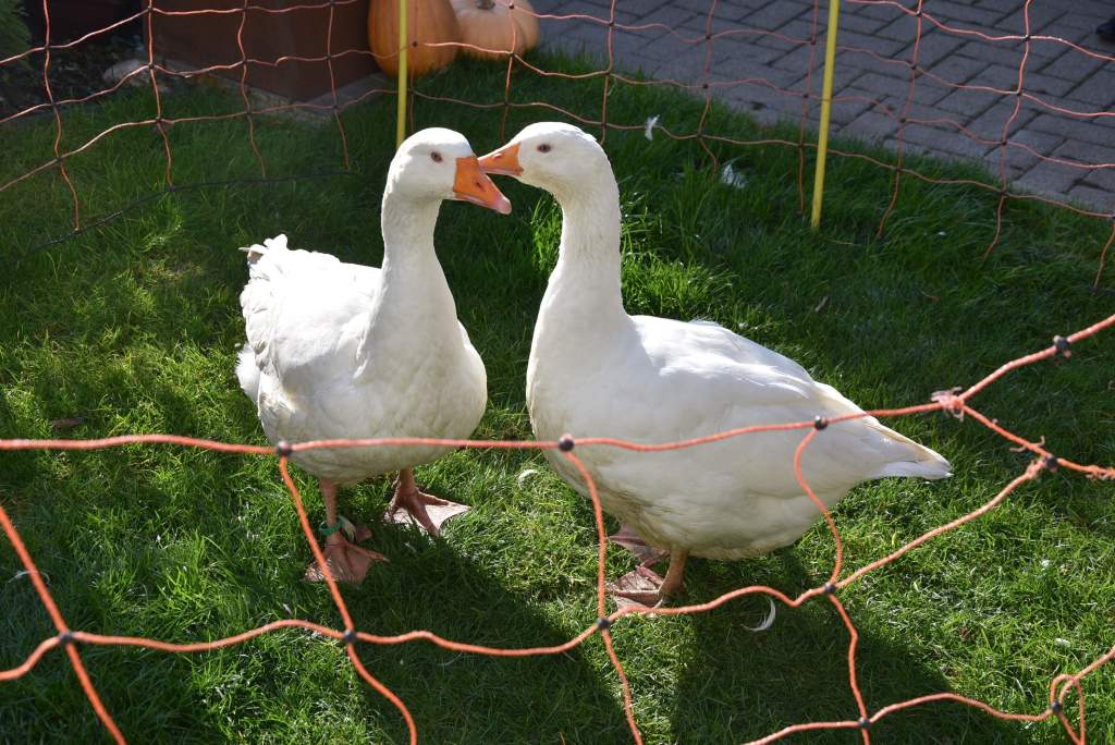 Szent Márton-napi libák a Wojtyla Ház udvarában