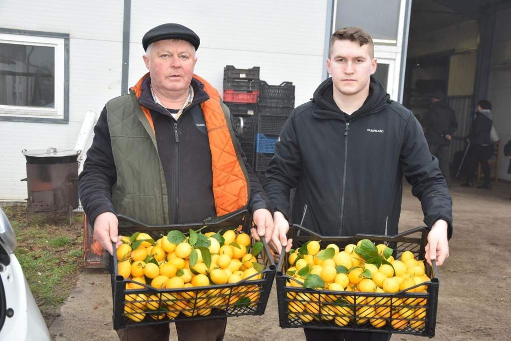 Friss citrancs a lajosmizsei „citromkirálytól” Friss citrancs a lajosmizsei „citromkirálytól”