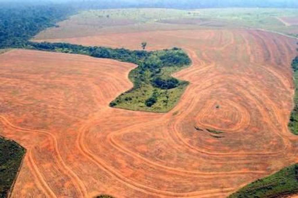 Erdőirtás és a ritka lepkefajok eltűnése
