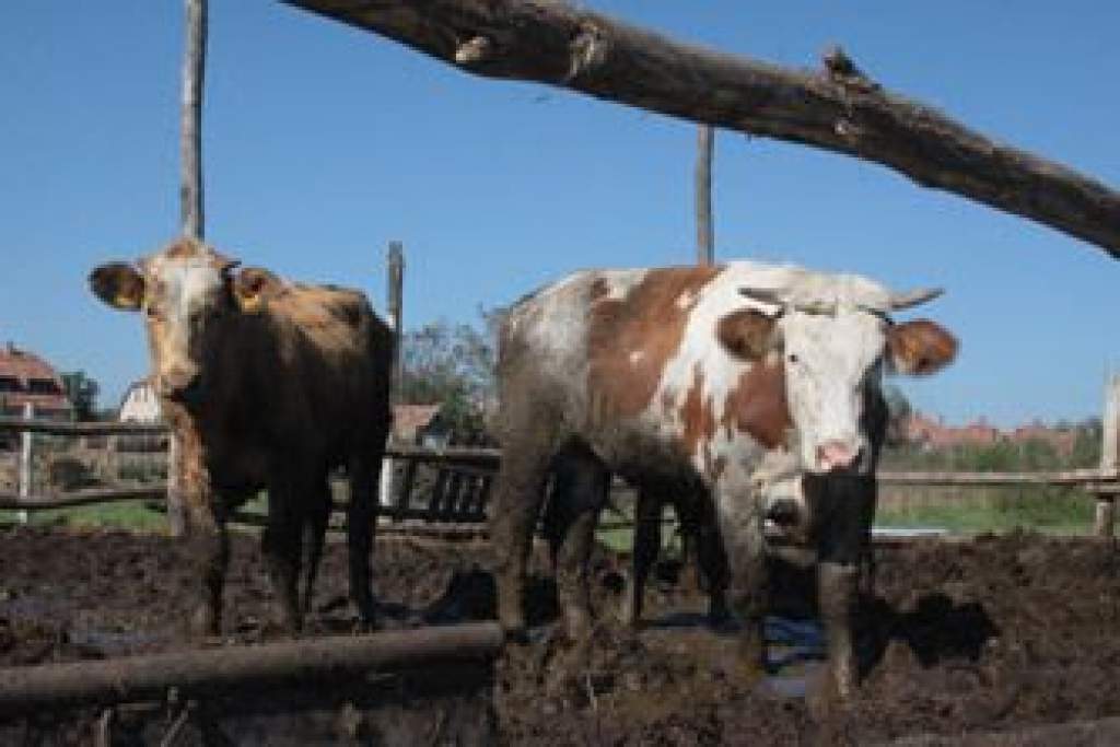 Állatkínzás: nyakig ürülékben taposnak a marhák