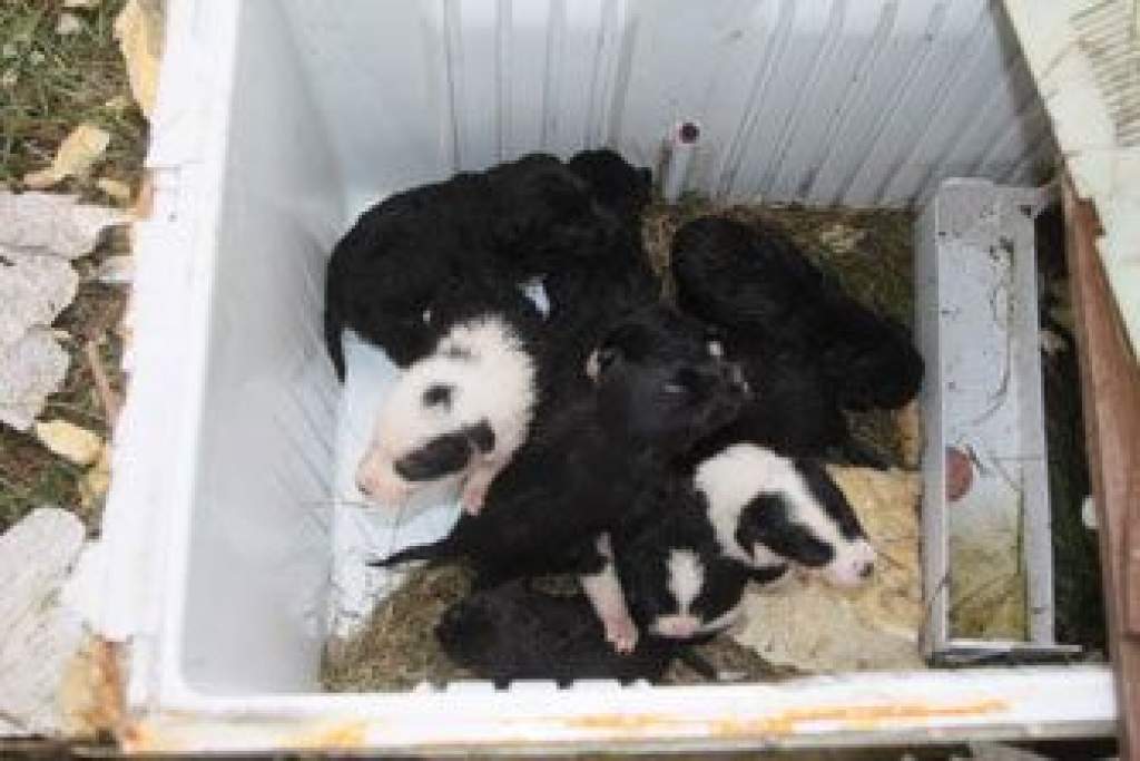 Nyűszítés a hűtőből: kilenc kiskutyát ítéltek halálra