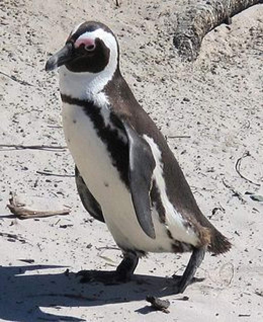 Pápaszemes pingvinek Jászberényben