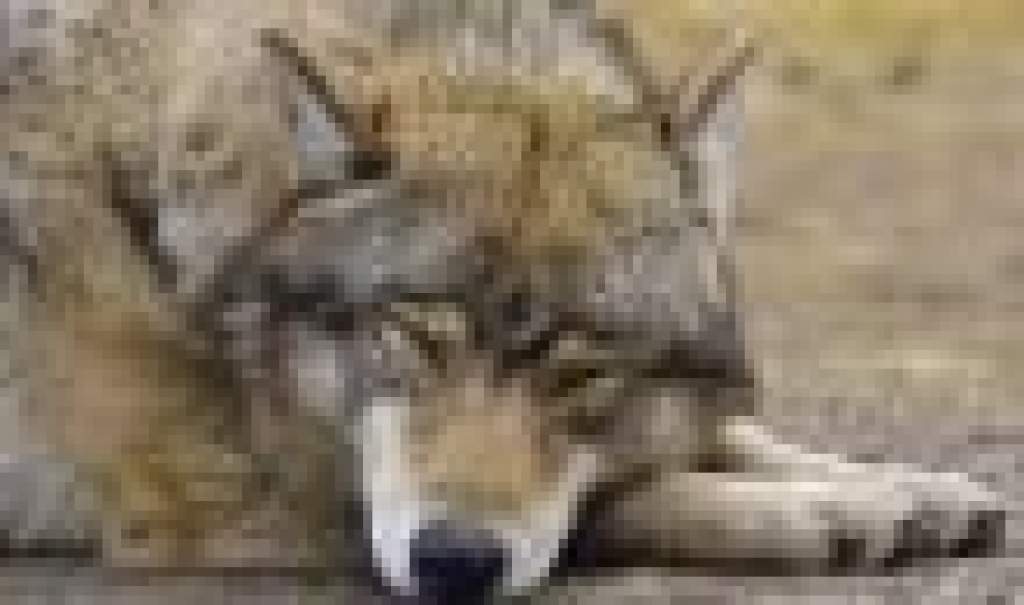 Orvvadász lőtt le két farkast a veresegyházi menhelyen  