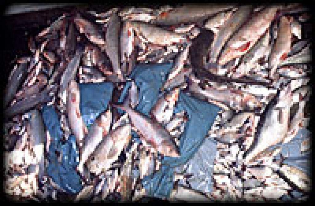 Már a Dongér-csatornában is pusztulnak a halak