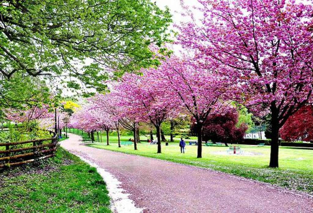 Japán cseresznyefák díszítik a II. Rákóczi Ferenc Általános Iskola terét