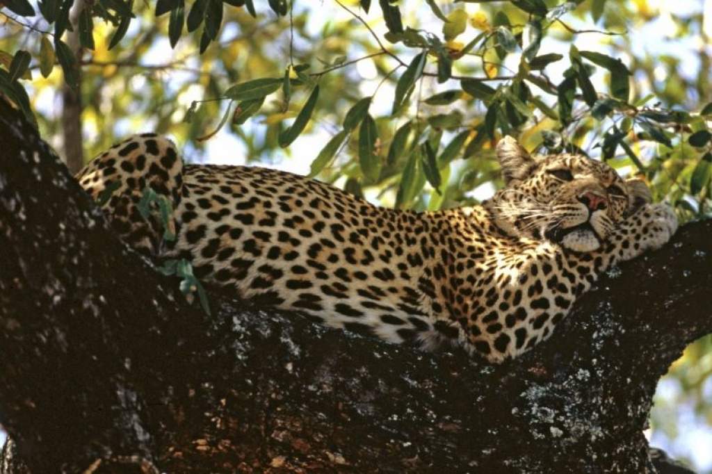 2300 leopárd vére áztatja az indiai erdőket 