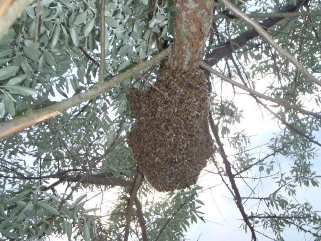 Pánik a kirajzott méhek miatt
