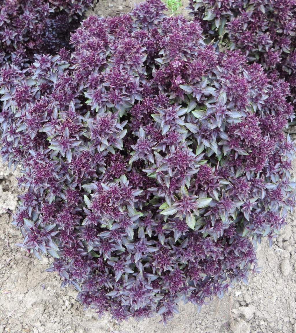 A magyar Ocimum basilicum ‘Purple’ a dísznövények új királya!-Ismét hazai nemesítők kapják a dísznövények Oscarját