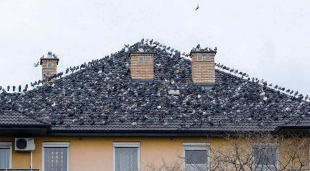 Ilyet még nem látott: galambok egy debreceni háztetőn