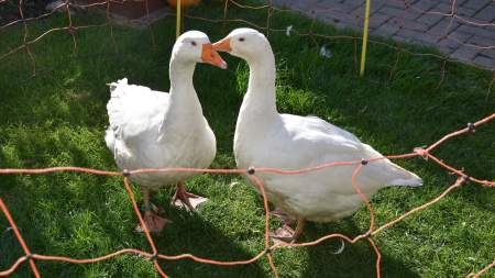 Szent Márton-napi libák a Wojtyla Ház udvarában