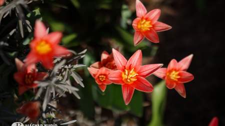 Teremtésvédelmi kalendárium – A tétlenség ára