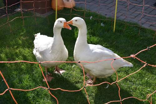 Szent Márton-napi libák a Wojtyla Ház udvarában