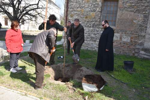Madárberkenye őrzi Károlyi Bernát emlékét Kecskemét főterén