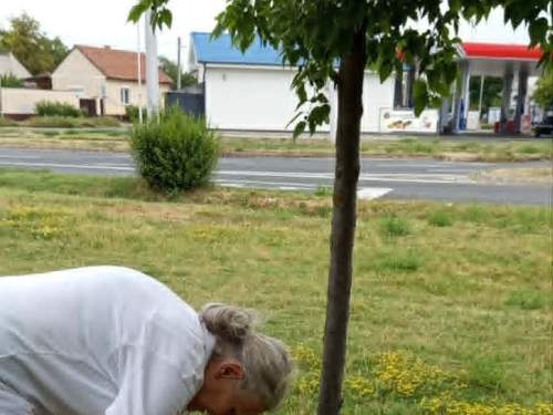 Friss vízzel ontották a fák, növények szomját